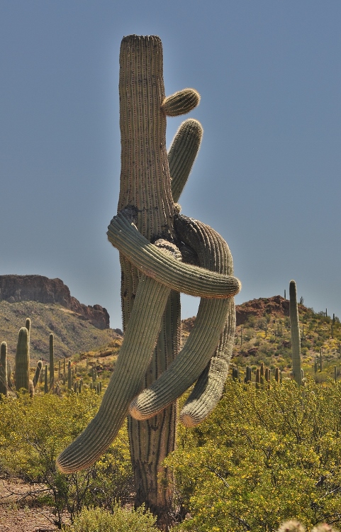 beheaded saguaro